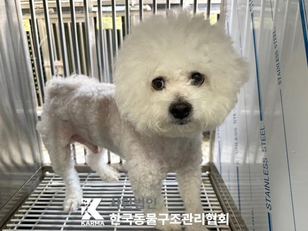 [개] 비숑 프리제 서울-송파-2025-00056 유기동물 배경 이미지 입니다.